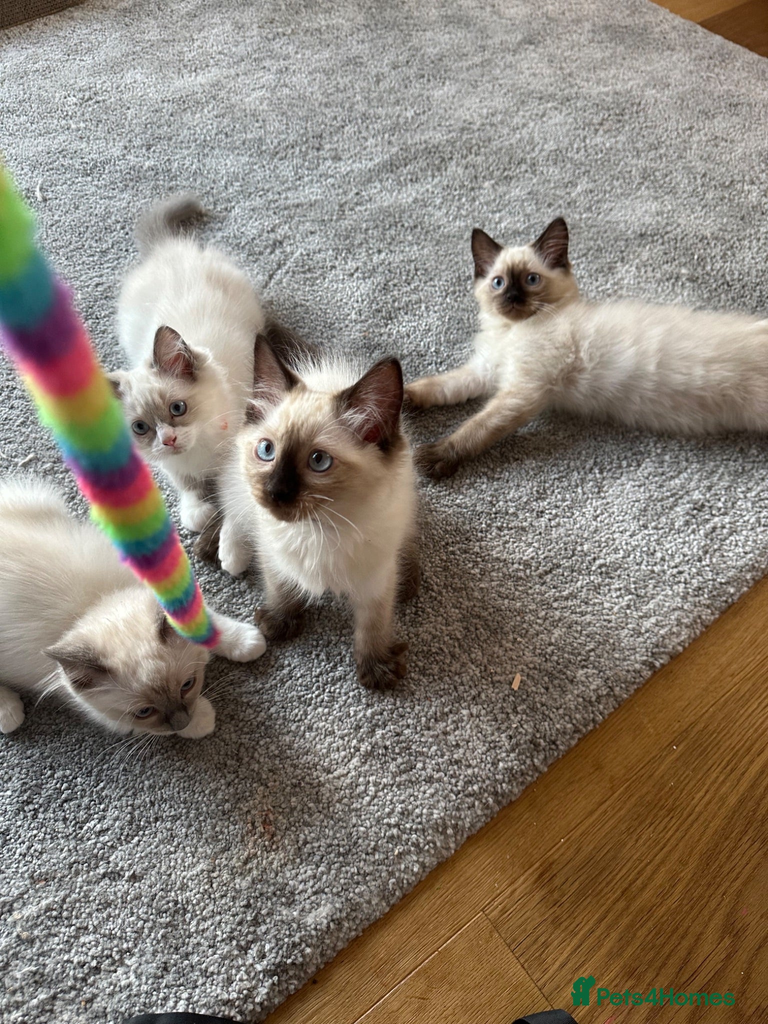 Ragdoll cats Ragdoll Kittens £550!! - Advert 16
