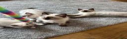 Ragdoll cats for sale: Cute Ragdoll Kittens for sale - Advert 2