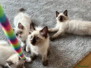 Ragdoll cats Ragdoll Kittens £550!! - Advert 16