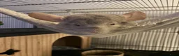 Chinchilla rodents for sale: Two Male chinchillas  in Pontypridd - Advert 6