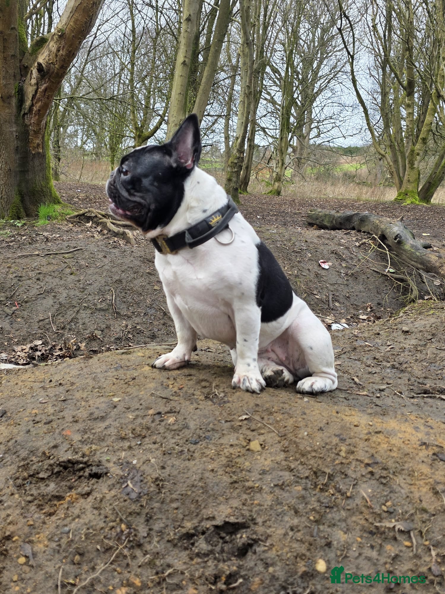 French Bulldog dogs KC reg Frenchbulldogs😍❤️ - Advert 2