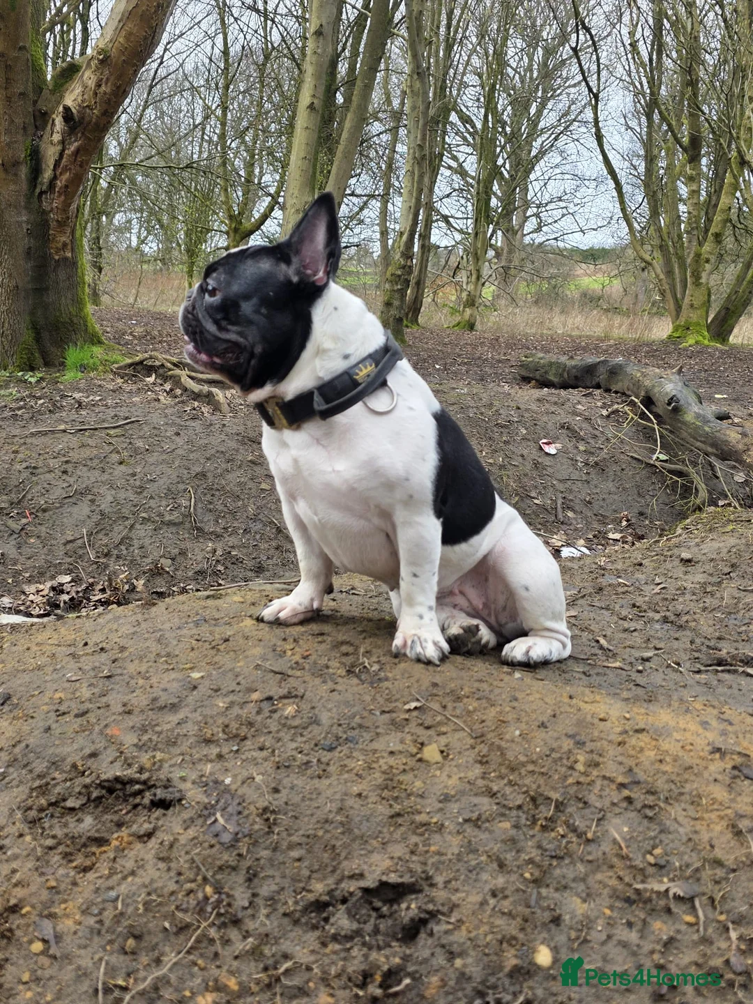 French Bulldog dogs for sale: KC reg Frenchbulldogs😍❤️ - Advert 1