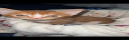 Mixed Breed cats for sale: Male ginger kitten for sale  in London - Advert 4