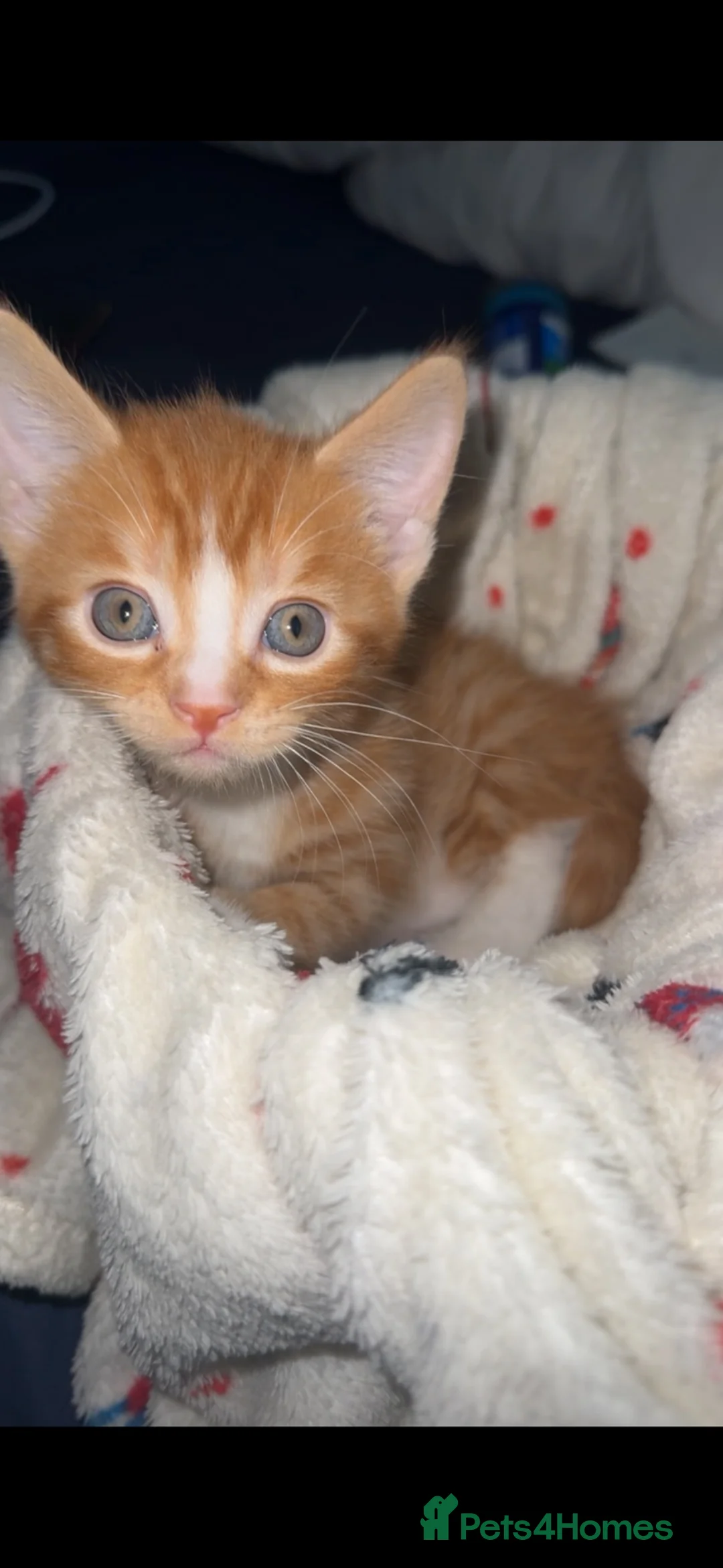 Mixed Breed cats for sale: Male ginger kitten for sale  in London - Advert 4