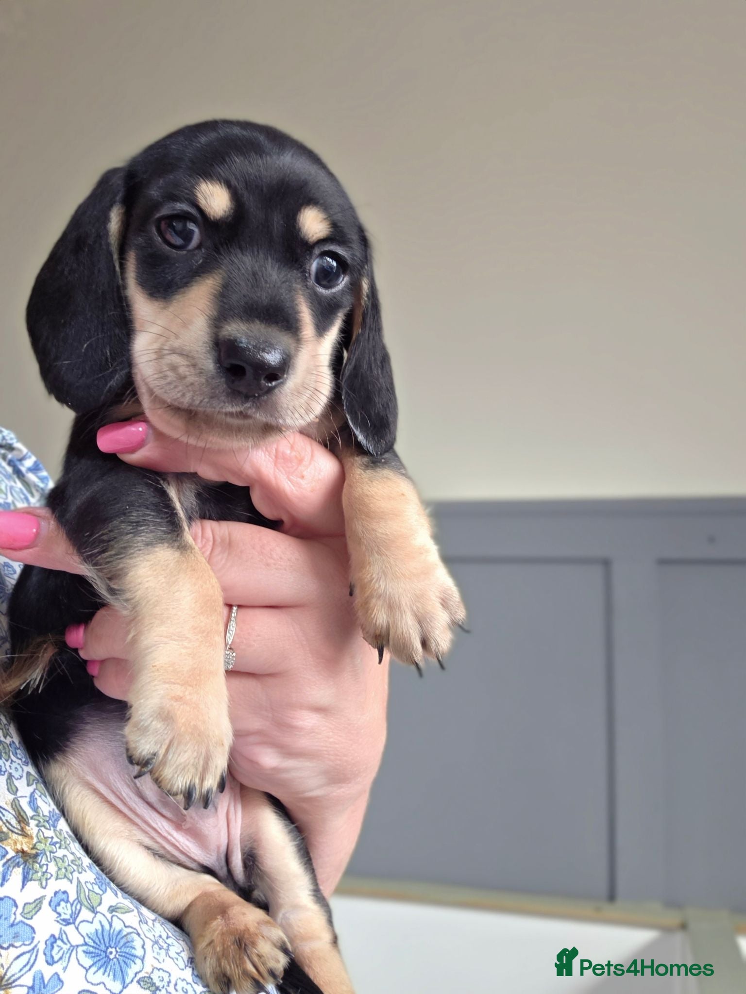 Miniature Dachshund dogs Kc reg miniature dachshunds black and cream males  - Advert 15