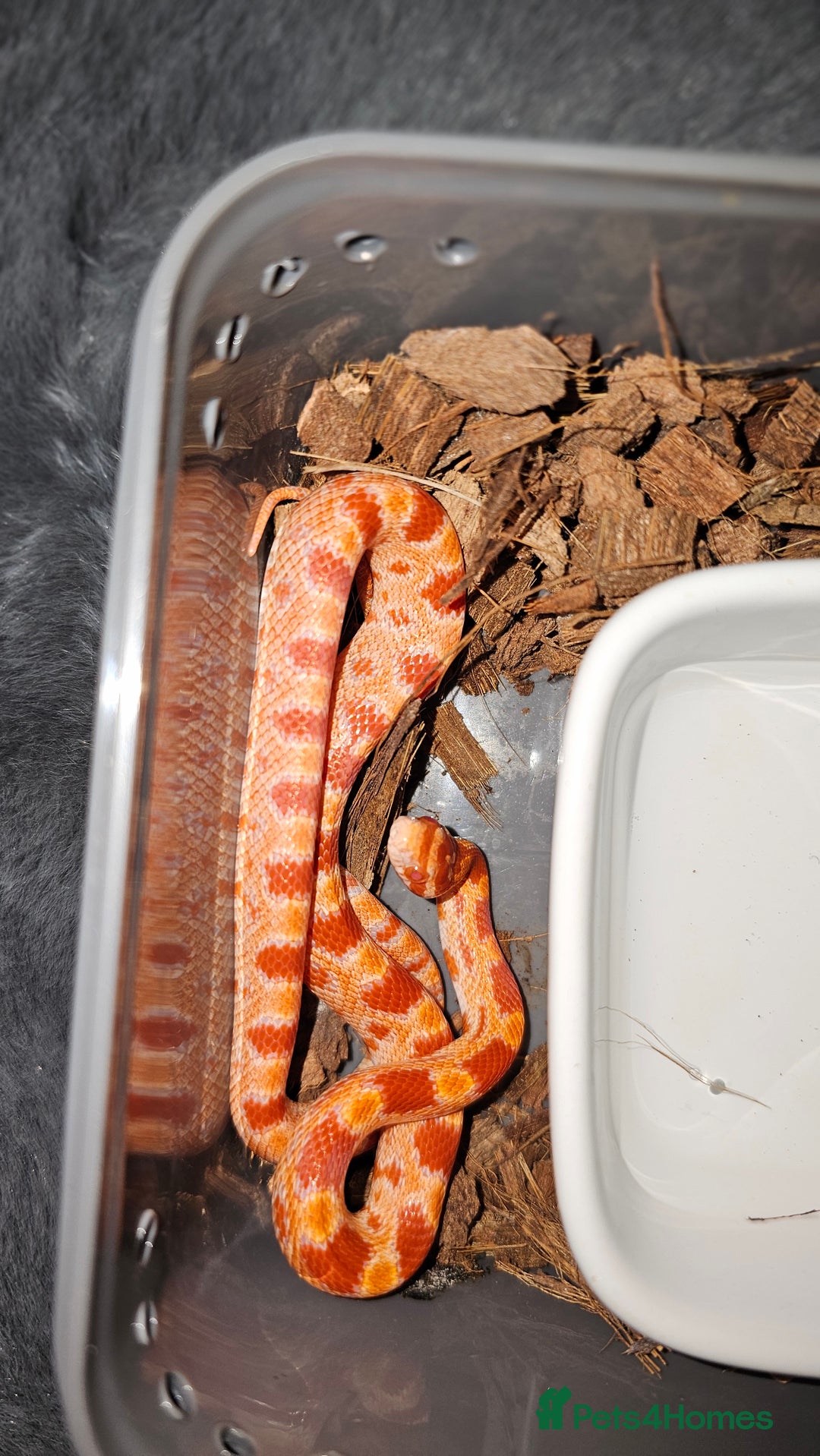 Corn Snake reptiles for sale: Healthy amelanistic baby cornsnakes  - Advert 2