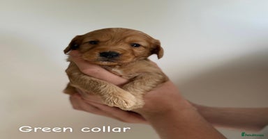 Cockapoo dogs - Advert 10