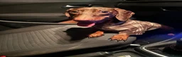 Dachshund dogs for sale: 10 month old dachshund male  in Ballymena - Advert 2