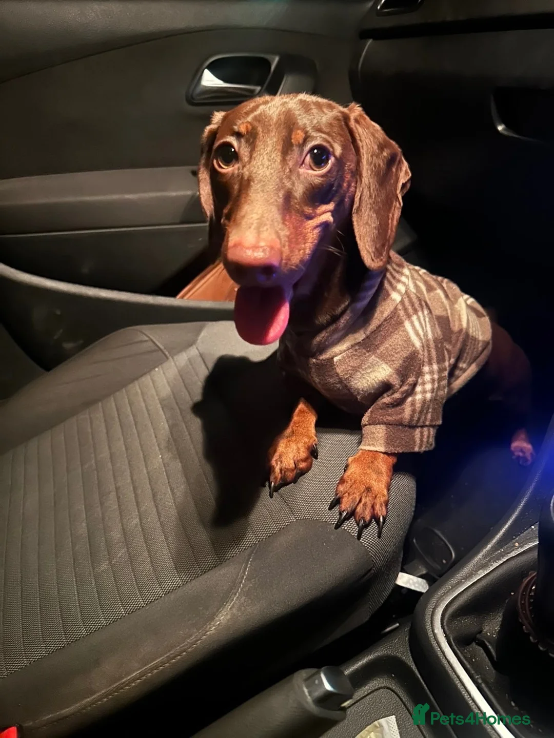 Dachshund dogs for sale: 10 month old dachshund male  in Ballymena - Advert 2