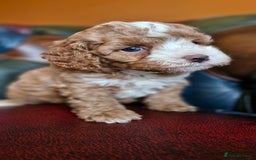 Cavapoo dogs for sale: Gorgeous f1b Cavapoo puppys.Health tested parents  - Image 21