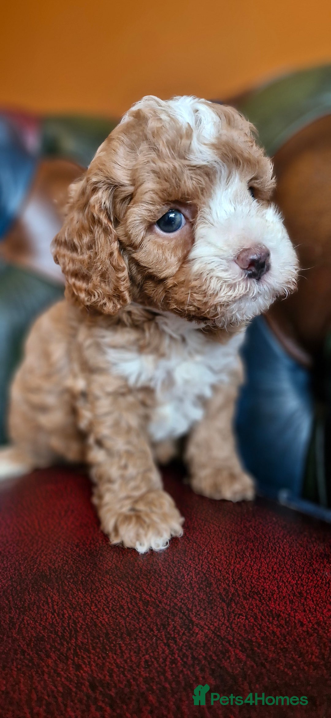 Cavapoo dogs for sale: Gorgeous f1b Cavapoo puppys.Health tested parents  - Image 21