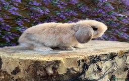 Mini Lop rabbits for sale: Harlequin Mini Lop Buck - Image 11