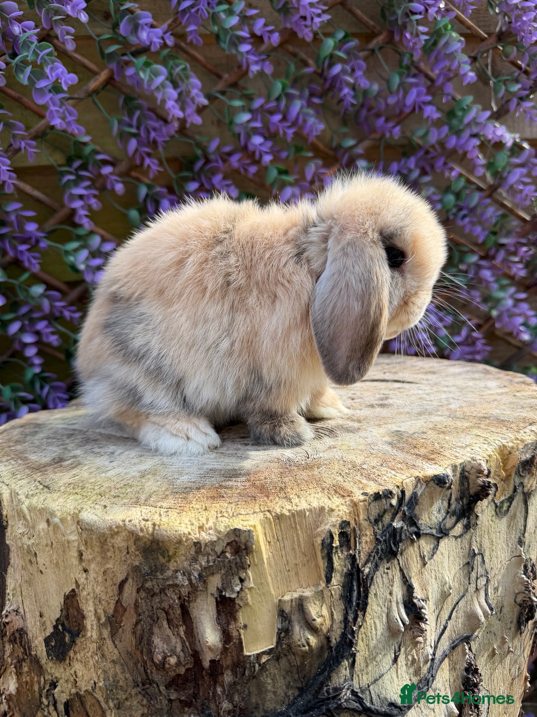 Mini Lop rabbits for sale: Harlequin Mini Lop Buck - Image 11