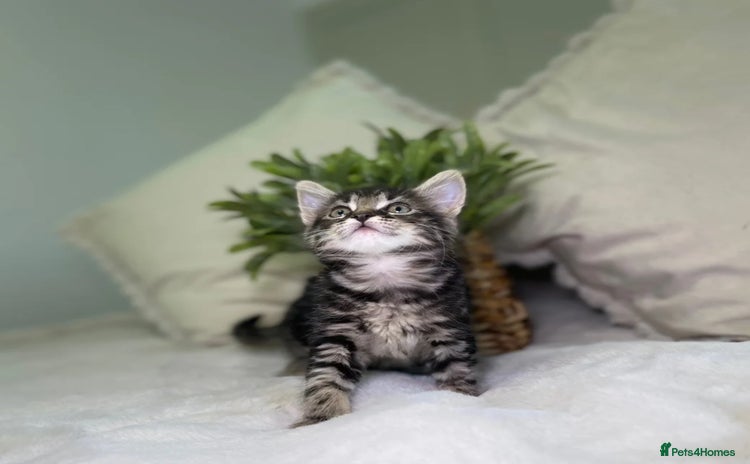 Mixed Breed cats - Advert 4