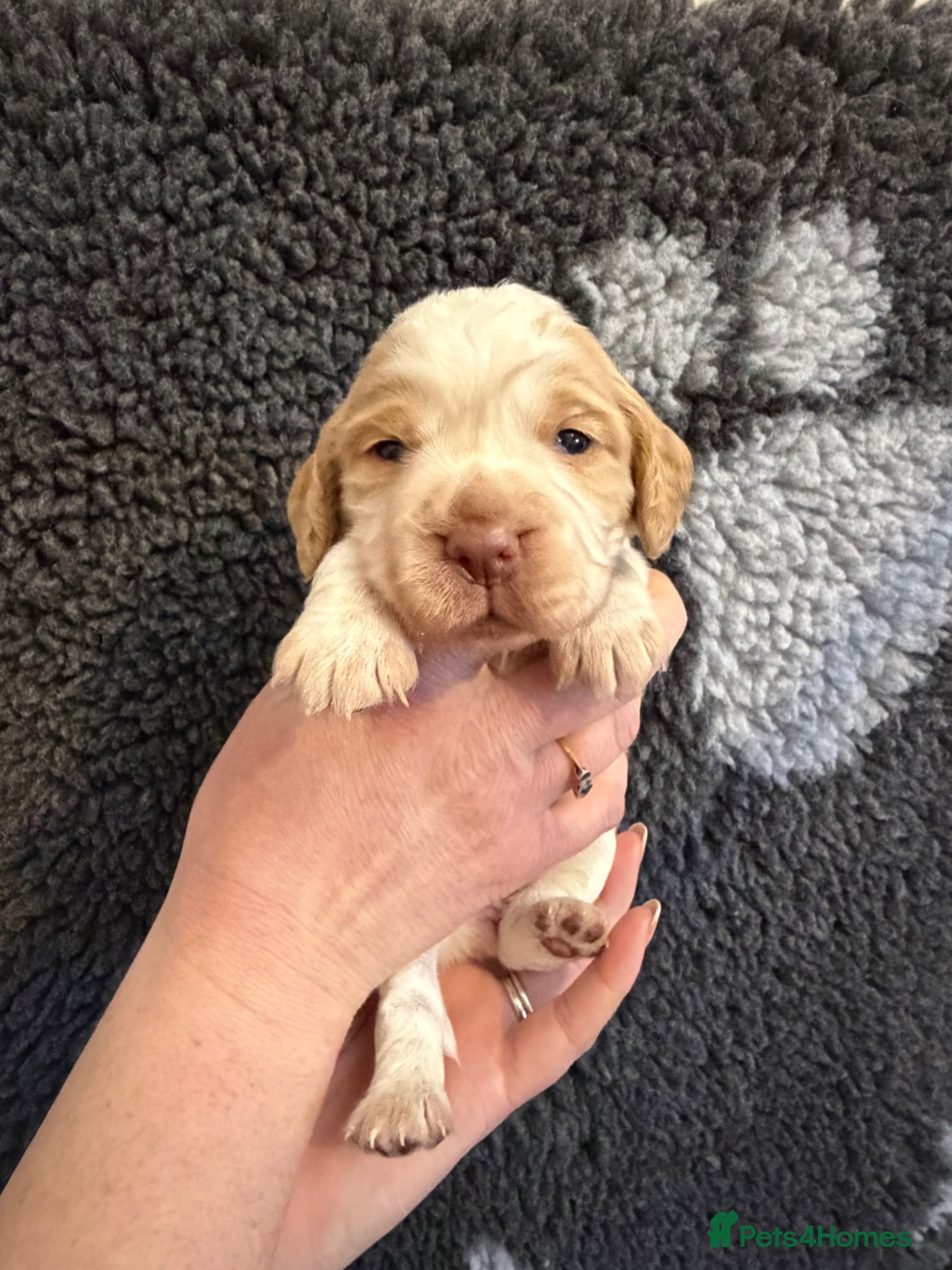 Cocker Spaniel dogs KC reg working cocker puppies  - Advert 1