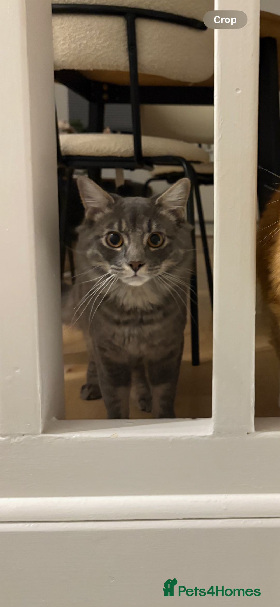 Siberian cats for sale: Siberian forest kitten - 11 months old - Advert 3