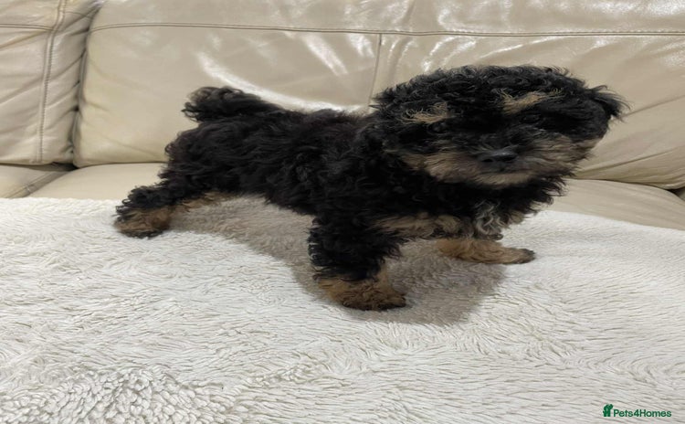 Cavapoo dogs - Advert 15