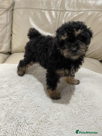 Cavapoo dogs - Advert 15