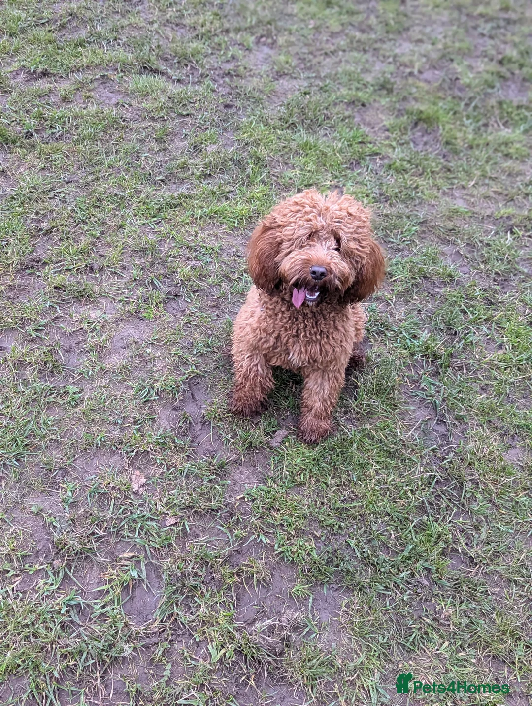 Cockapoo dogs for sale: 2 year old female cockapoo  - Advert 6