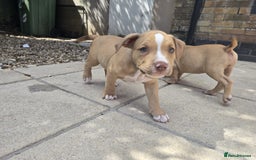 American Bully dogs for sale: Super chunky pocket bullies Ready to leave! - Image 23