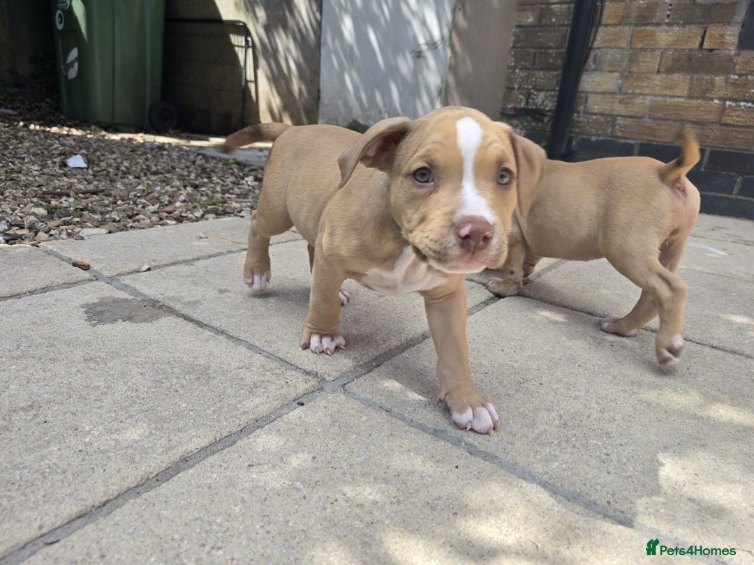 American Bully dogs for sale: Super chunky pocket bullies Ready to leave! - Image 23