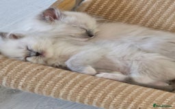 Ragdoll cats for sale: 7 beautiful blue mitted ragdoll kittens - Image 4