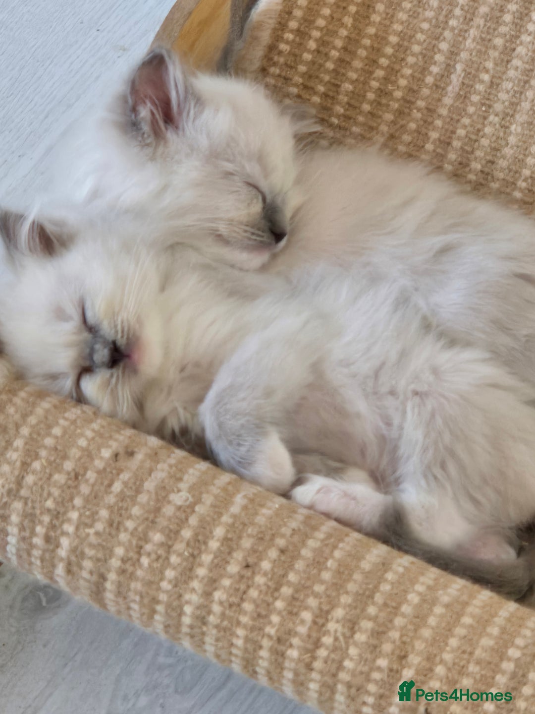 Ragdoll cats for sale: 7 beautiful blue mitted ragdoll kittens - Image 4