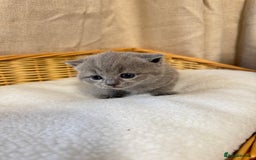 British Shorthair cats for sale: British shorthair kittens  - Image 4