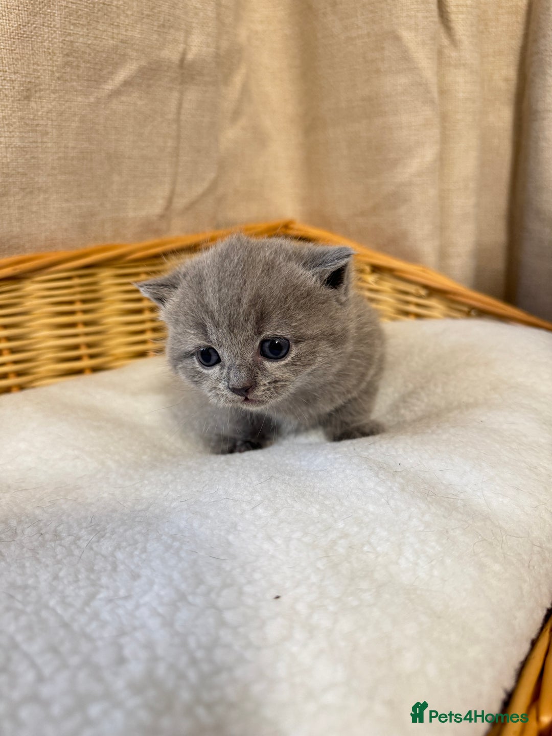 British Shorthair cats for sale: British shorthair kittens  - Image 4
