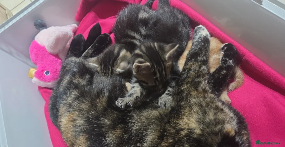 European cats for sale: Male kitten - Advert 1