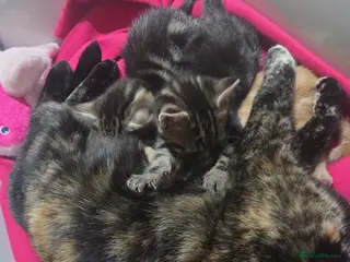 European cats Male kitten - Advert 3