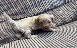 Cockapoo dogs for sale: F1B Cockapoo Puppies - Image 31