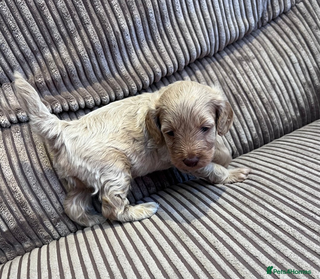 Cockapoo dogs for sale: F1B Cockapoo Puppies - Image 31