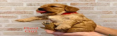 Cavapoo 6