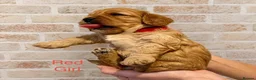 Cavapoo dogs for sale: Gorgeous Cavapoo Puppies — 3 Boys, 3 Girls. in St Albans - Advert 2
