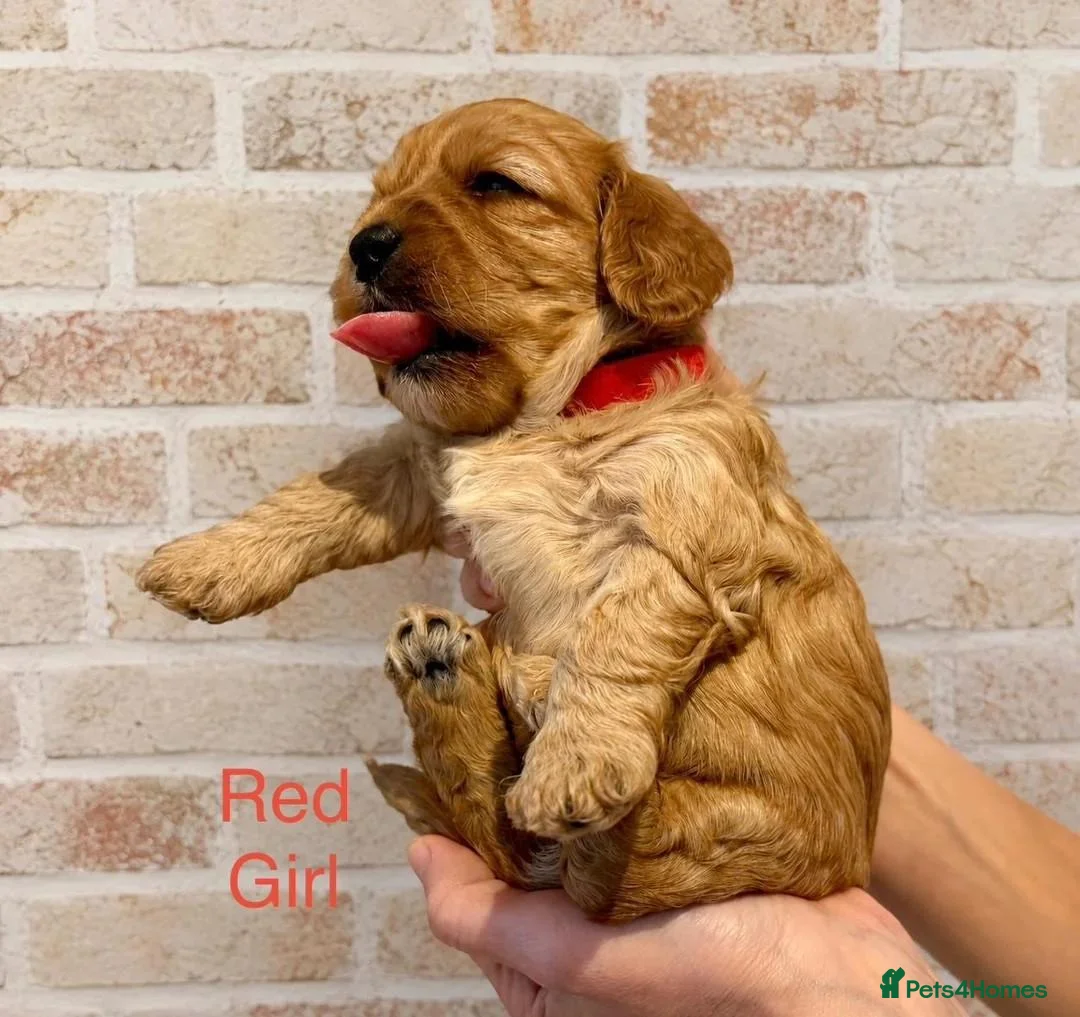 Cavapoo dogs for sale: Gorgeous Cavapoo Puppies — 3 Boys, 3 Girls. in St Albans - Advert 2