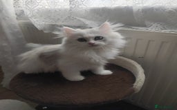 Persian cats for sale: Persian kittens, 1 white/gray girl - Image 5