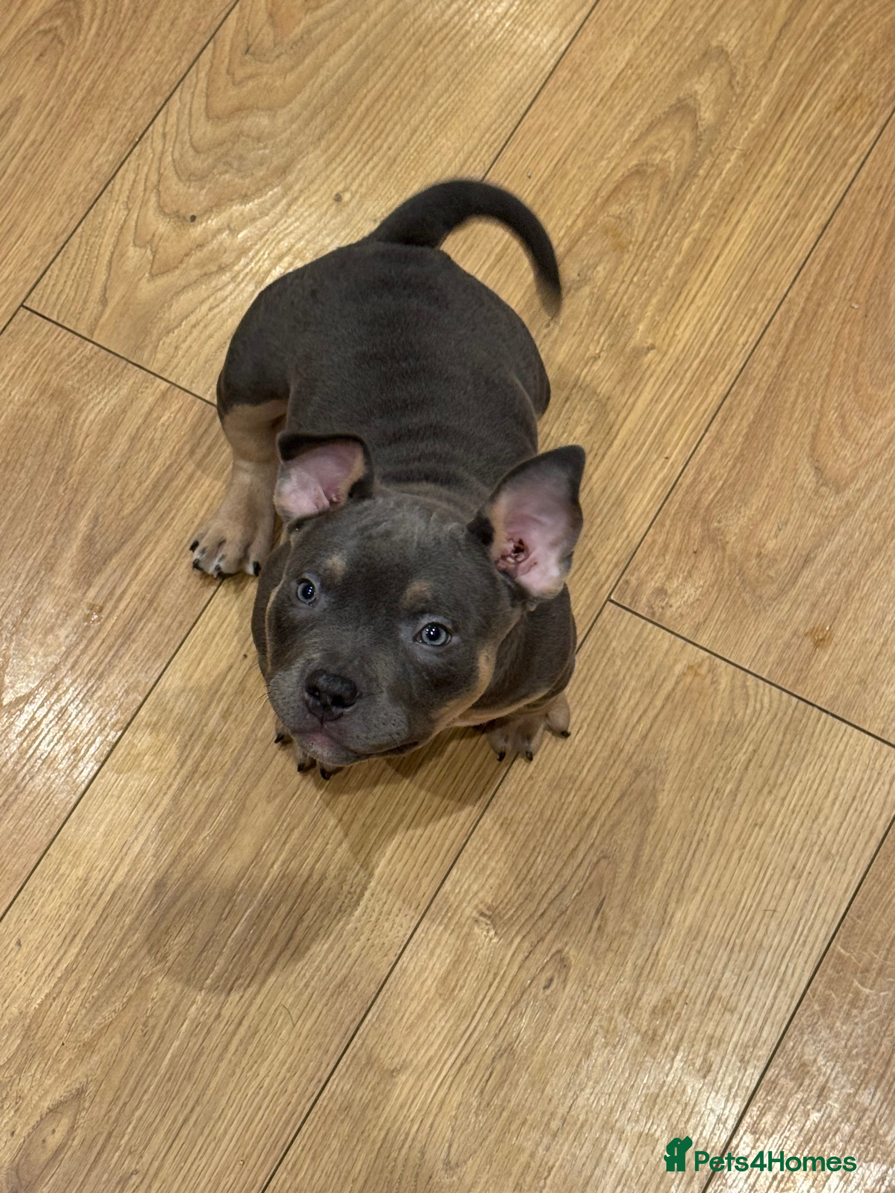 American Bully dogs 2 ABKC Pocket Bully Puppy’s remaining - Advert 2