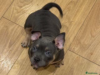 American Bully dogs 2 ABKC Pocket Bully Puppy’s remaining - Advert 2