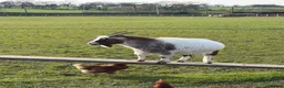 Goats livestock for sale: 4 nanny pigmy goats  in Stockport - Advert 4