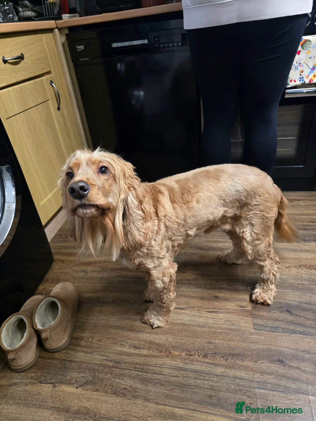 Cocker Spaniel dogs for sale: Lovely Show Cocker Spaniel, 6yr, Great Family Dog  - Advert 4