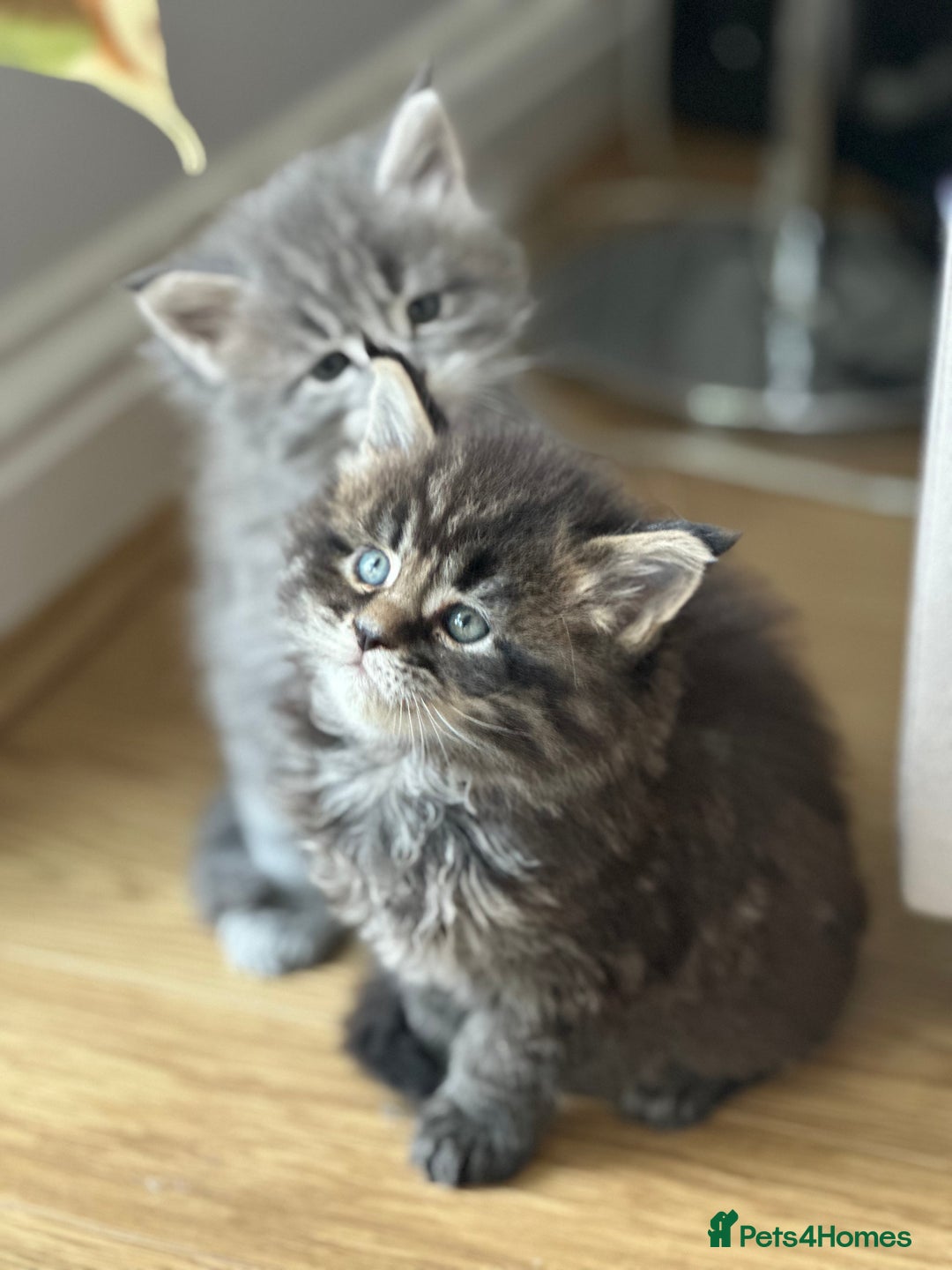 Maine Coon cats for sale: 6 Gorgeous Pure Breed Maine Coon Kittens - Advert 38