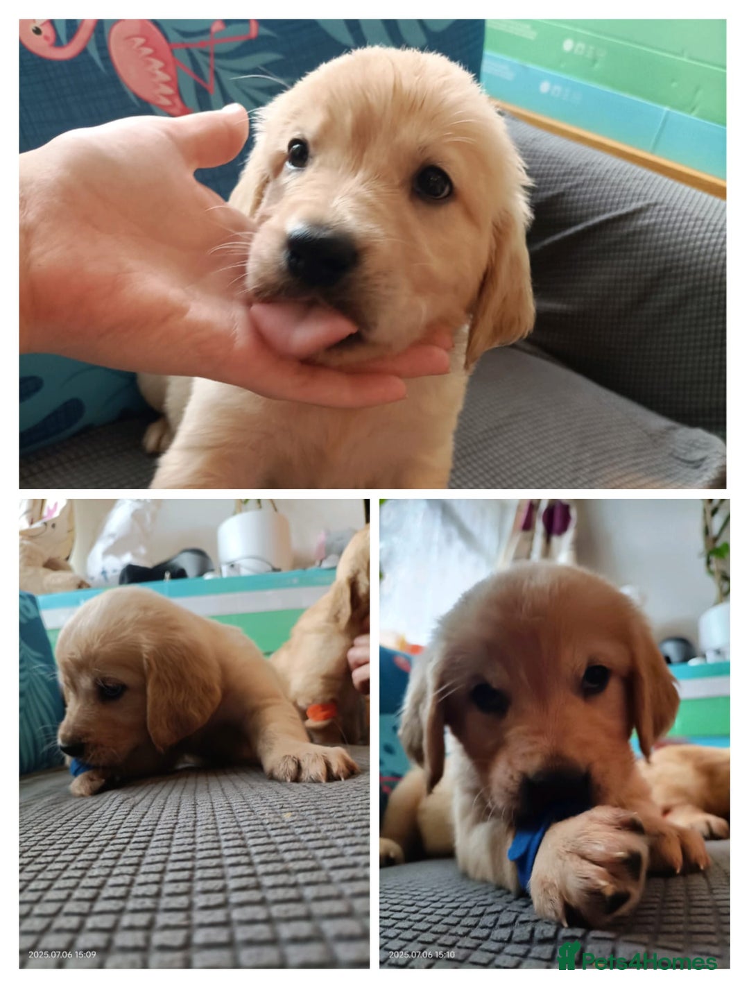 Golden Retriever dogs for sale: 2 girls and 2 boys available! Ready on Monday  - Image 6