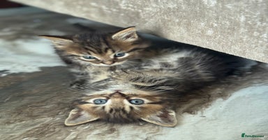 Munchkin cats - Advert 12