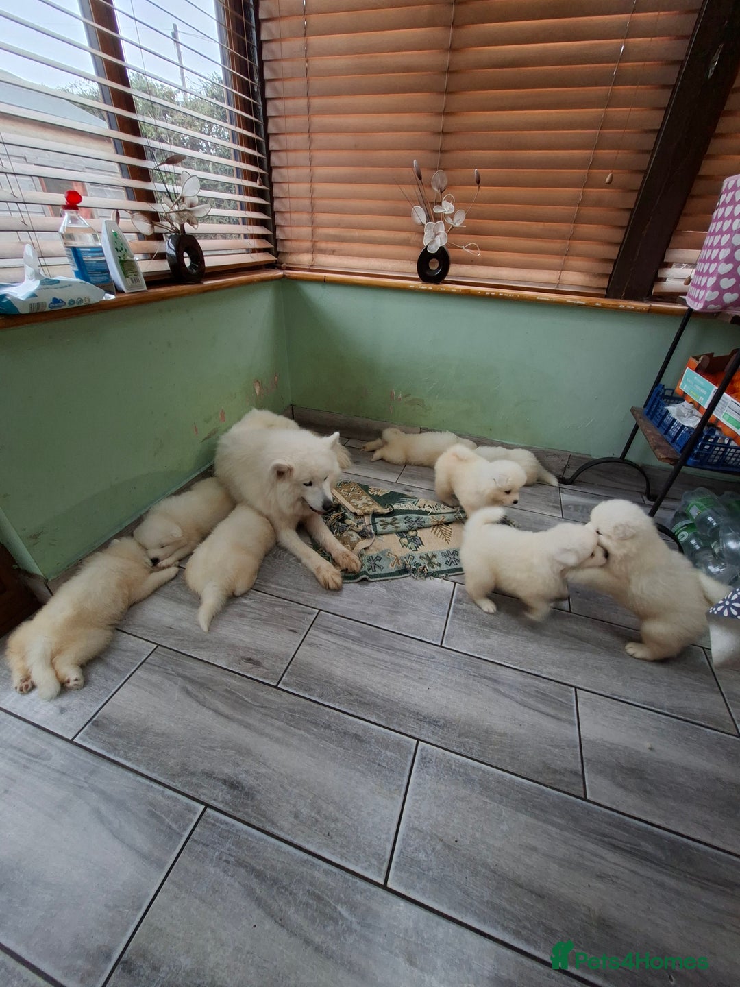 Samoyed dogs for sale: Beautiful Samoyed Puppies Ready Soon! - Advert 14