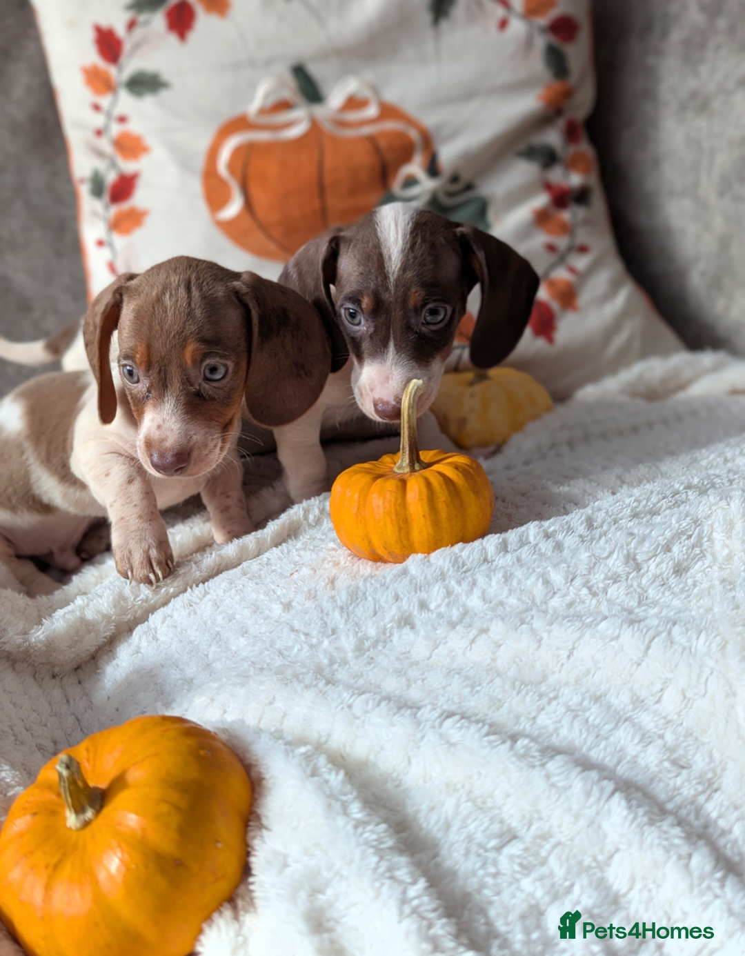 Miniature Dachshund dogs for sale: Miniature dachshund puppies  - Image 9