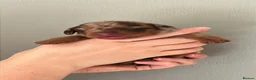 Miniature Dachshund dogs for sale: 🐾KC Miniature Dachshund Puppies 🐾 - Advert 16