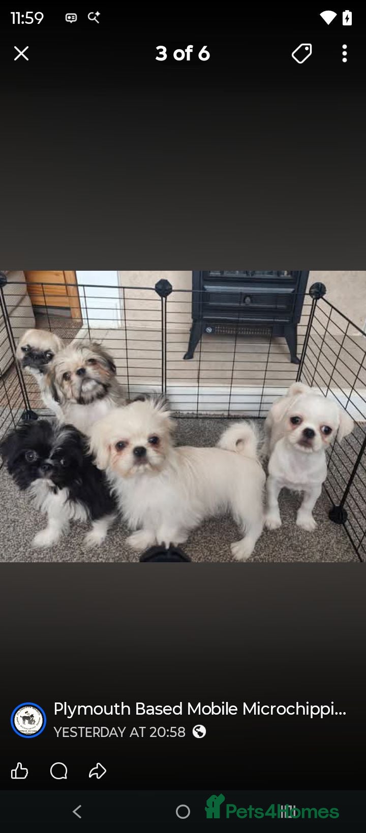 Mixed Breed dogs Gorgeous litter of pugzu male puppies  - Advert 16