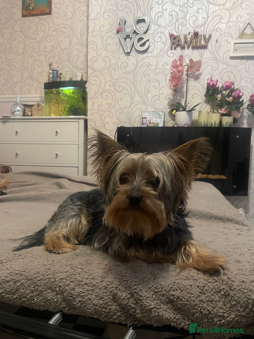Yorkshire Terrier dogs for sale: Yorkshire Terrier puppies 🐶  - Advert 2