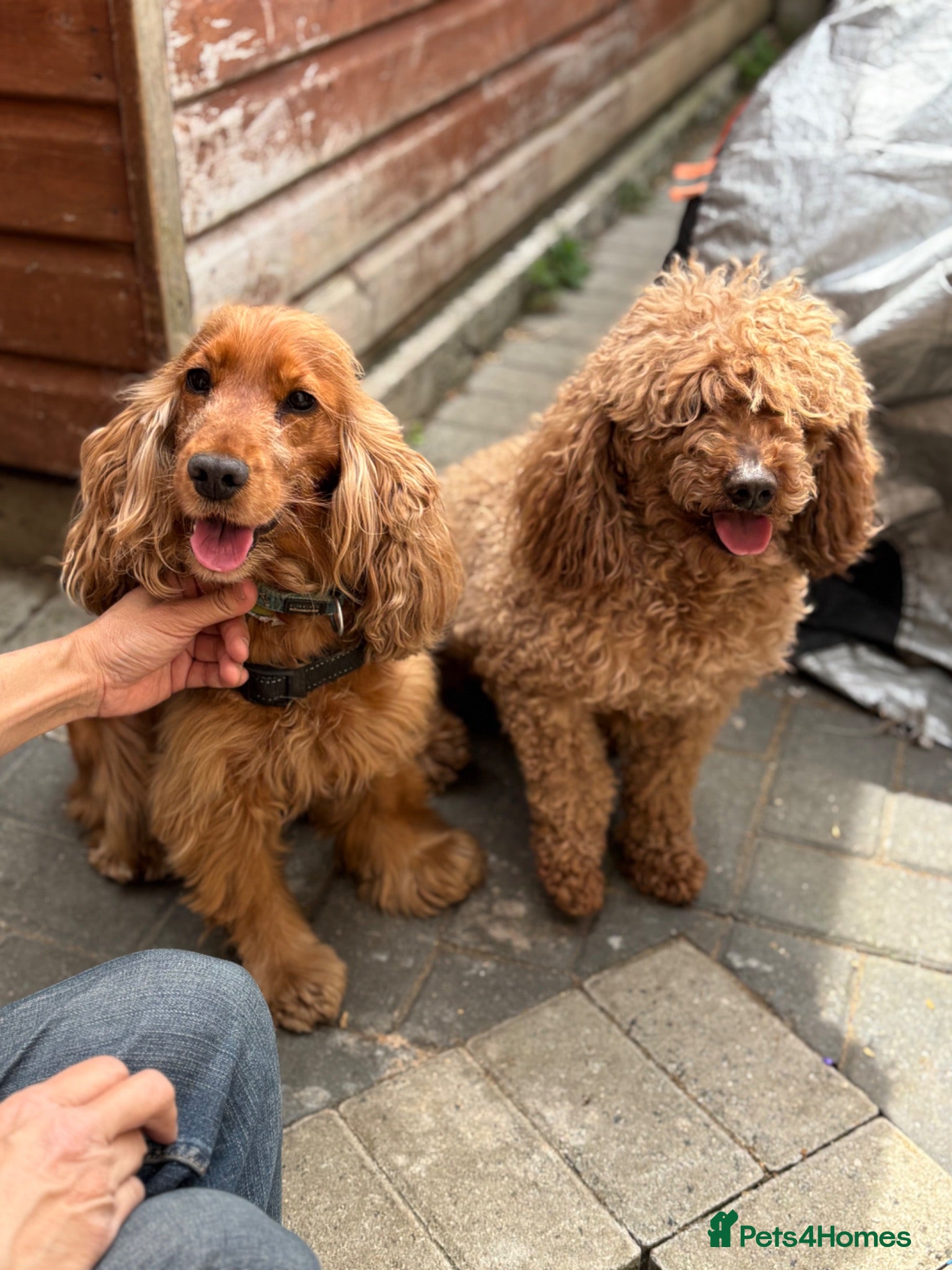 Cockapoo dogs Lovely F1 Golden Cockapoo Pups Expected Early Aug - Advert 3